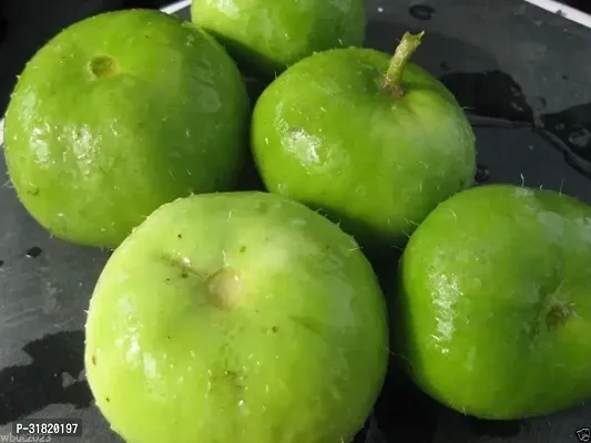 Apple Gourd Tinda 200 Seeds-thumb0