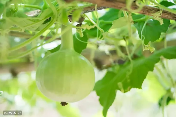 Bengali khodu/Bottle gourd seeds-250 Seeds per packet-thumb0