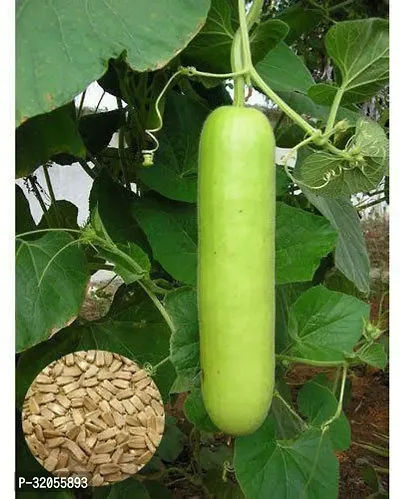 Long  bottle gourd Seeds-350 Seeds per packet-thumb0