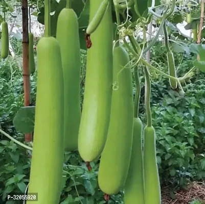 Indian Bottle gourd round-400 Seeds per packet-thumb0