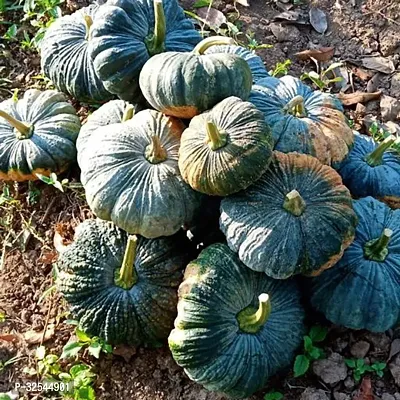 Pumpkin Hybrid Seeds for Home Gardening