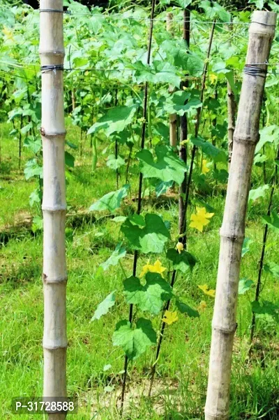 SD-1128 Sponge Gourd-400-Seeds-thumb2