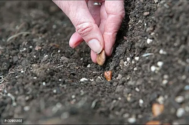 Bottle Gourd Vegetable Seeds-350 Seeds per packet-thumb2