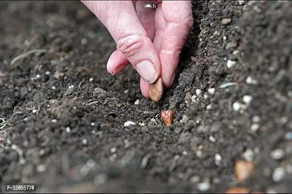 Bottle Gourd Seeds-50 Seeds per packet-thumb2