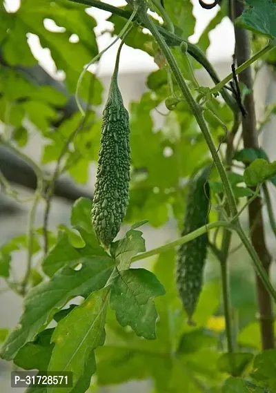 Karela Seeds -KS-1247-150 -Seeds-thumb0