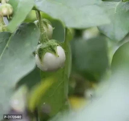 Round White Brinjal-197 -FR- 150-SD-thumb0