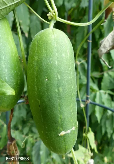 SD-554 Sponge Gourd-120-Seeds