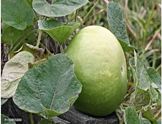 Bottle Gourd F1 Hybrid Sumant seeds-350 Seeds per packet-thumb0