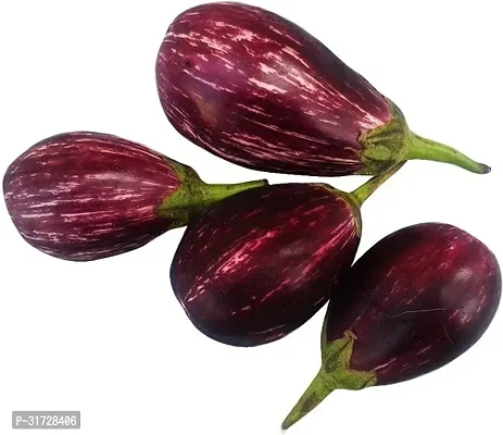 Round Purple Brinjal-29 -FR- 1500-SD-thumb0