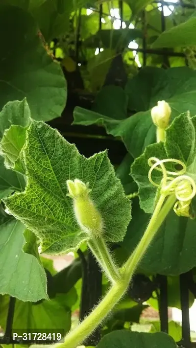 Round Bottle Gourd-161-Sd-120-Seeds-thumb3