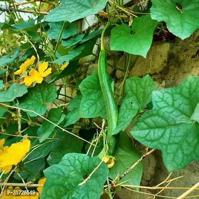 SD-892 Sponge Gourd-250-Seeds