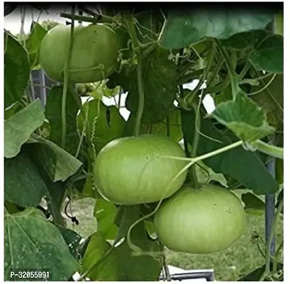 Gourd Bottle-900 Seeds per packet-thumb0