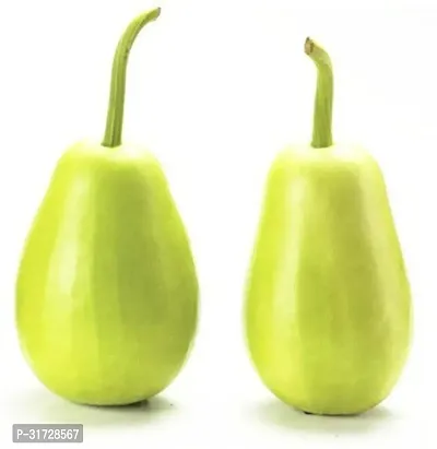 Round Bottle Gourd-164-Sd-300-Seeds-thumb0