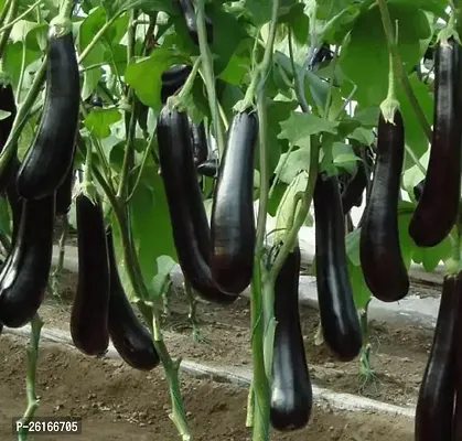 275-Long Black Brinjal-299 -FR- 200-SD Seeds-thumb0