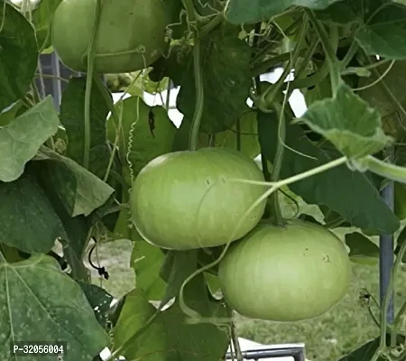 Round Bottle Gourd Hulu Piao-1000 Seeds per packet-thumb0