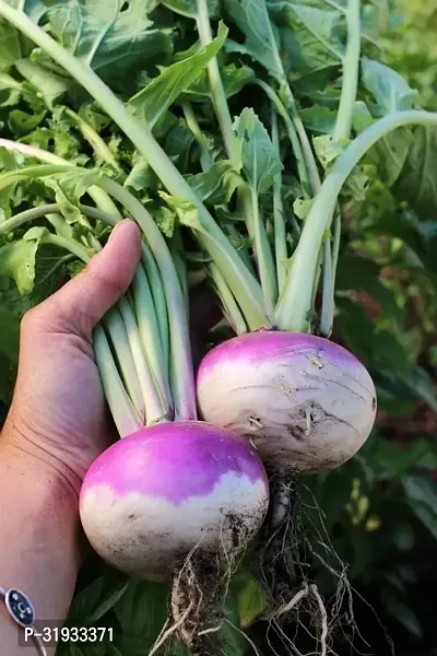 Vegetable Organic Turnip Seeds -500Seeds-thumb0