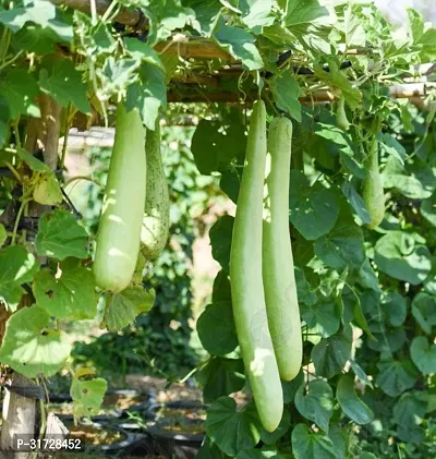 Long Bottle Gourd-36-Sd-120-Seeds-thumb0