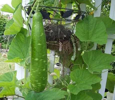 Long Bottle Gourd Seeds-500 Seeds per packet-thumb0