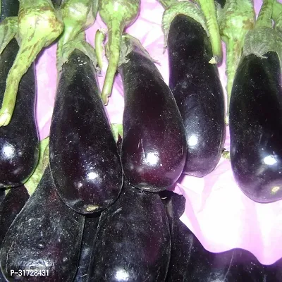 Long Purple Brinjal-34 -FR- 500-SD