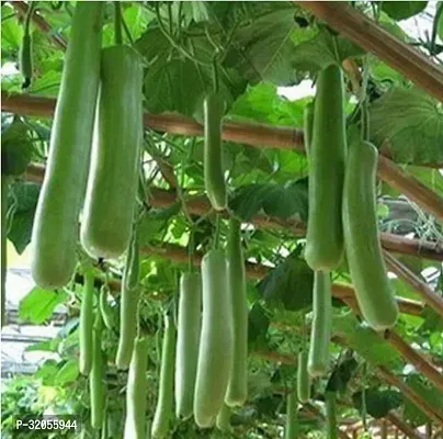 Long Bottle Gourd Seeds-600 Seeds per packet-thumb0