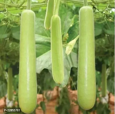 NAM TAO YAI Bottle Gourd Seeds-50 Seeds per packet-thumb0