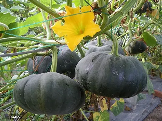 Avysa K67 High Quality Pumpkin Squash Vegetable Seeds, 50 Seeds