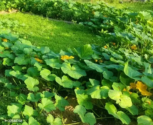 Pumpkin Squash Vegetable Seeds, 400 Seeds-thumb4