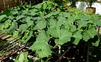 Bottle Gourd Gol Ghiya Seeds-150 Seeds per packet-thumb3