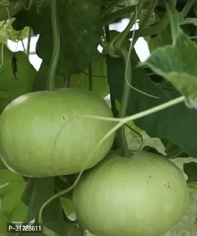 Round Bottle Gourd-90-Sd-20-Seeds-thumb0