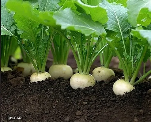 Vegetable Organic Turnip Seeds-2000Seeds