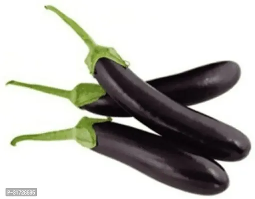 Long Purple Brinjal-125 -FR- 1200-SD-thumb0