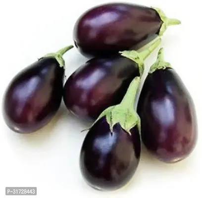 Round Purple Brinjal-142FR- 2000-SD-thumb0