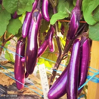 Long Purple Brinjal-95 -FR- 3500-SD-thumb0