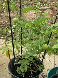 Apple Gourd Tinda 200 Seeds-thumb3