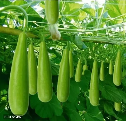 Long Bottle Gourd-58-Sd-100-Seeds-thumb0