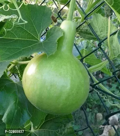 Round Lauki Bottle Gourd Seeds-500 Seeds per packet-thumb0