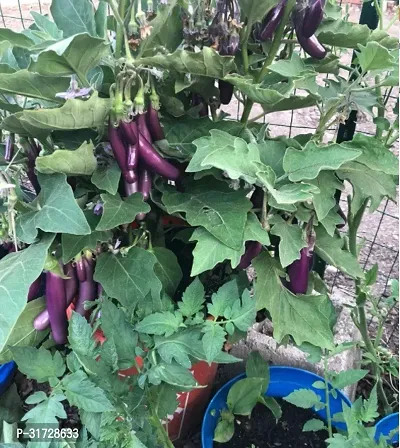 Long Purple Brinjal-266 -FR- 2000-SD-thumb0