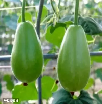 Round Bottle Gourd, Ghiya-800 Seeds per packet-thumb0