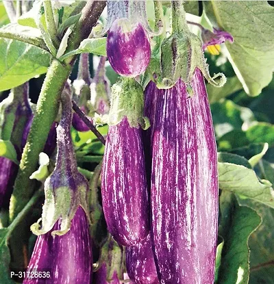 Long Purple Brinjal-198 -FR- 2500-SD