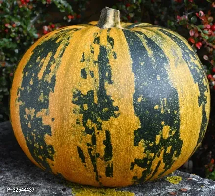 High Quality Pumpkin Squash Vegetable Seed 100