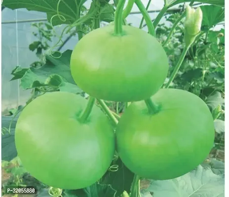 Long  bottle gourd Seeds-300 Seeds per packet-thumb0