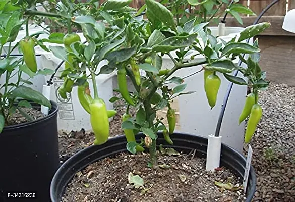 High Quality Green Chilli Seeds-200 Seeds-thumb4