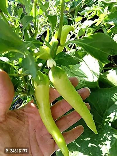 High Quality Long Variety Green Chilli Seeds-1000 Seeds-thumb3