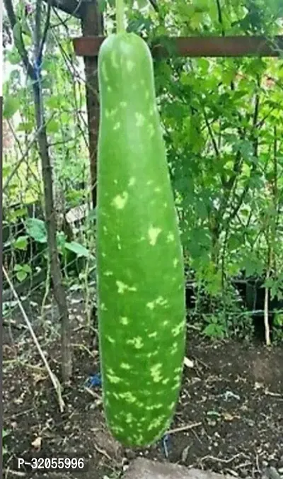 Small Asian Bottle Gourd-900 Seeds per packet-thumb0