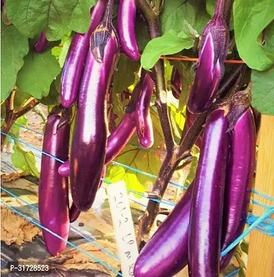 Long Purple Brinjal-171 -FR- 3500-SD-thumb0