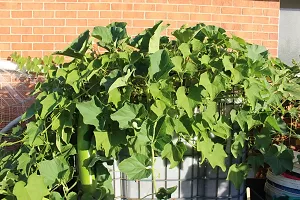 Bottle Gourd Round-800 Seeds per packet-thumb3