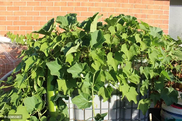 Bottle Gourd Round-800 Seeds per packet-thumb4