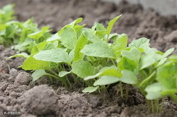 Vegetable Organic Turnip Purple-500 Seeds-thumb3