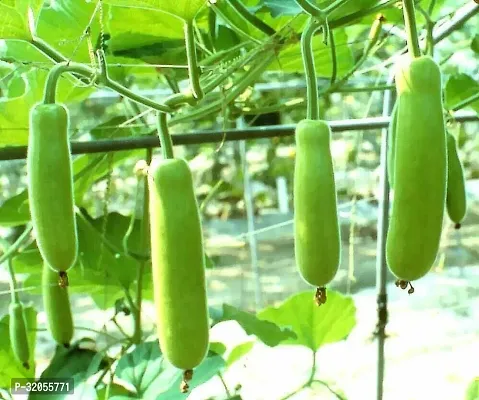 Long Gourd Dudhi Zucca Lauki-50 Seeds per packet-thumb0