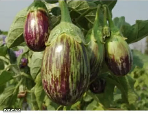 Round Purple Brinjal-118 -FR- 800-SD